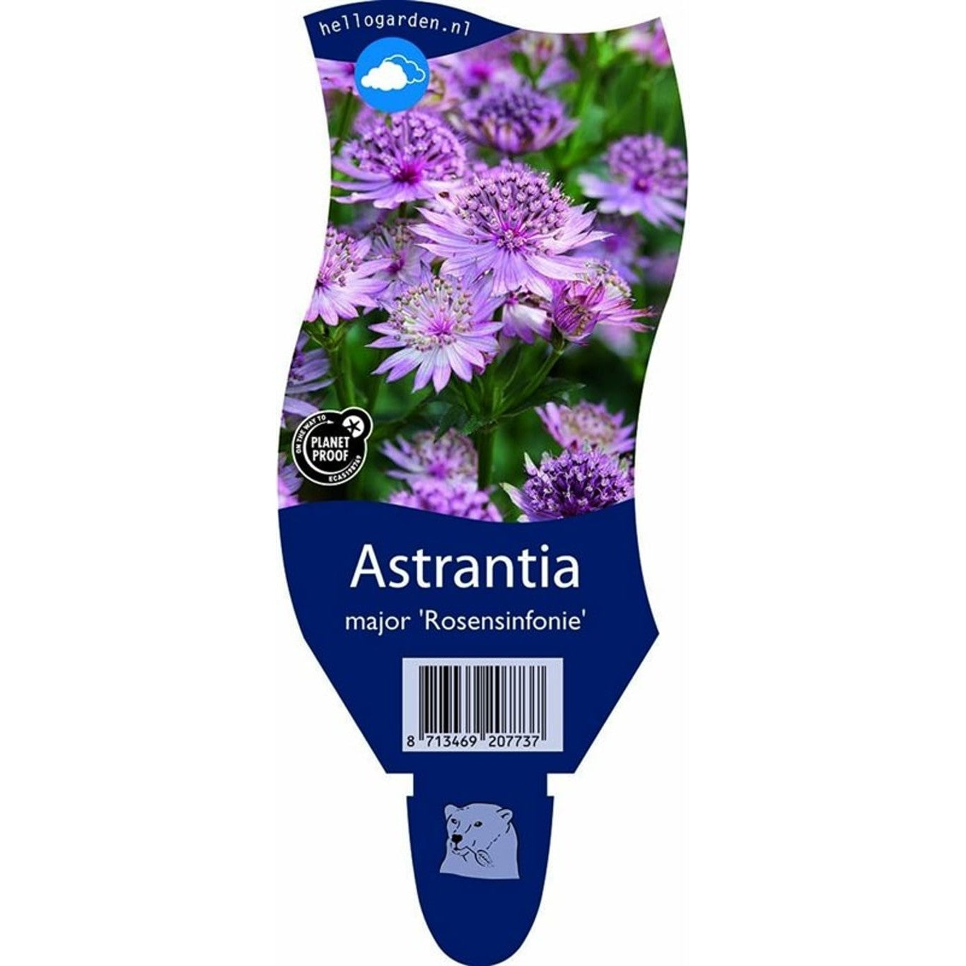 Stjärnflocka – Astrantia maj. 'Rosensinfonie' - P11