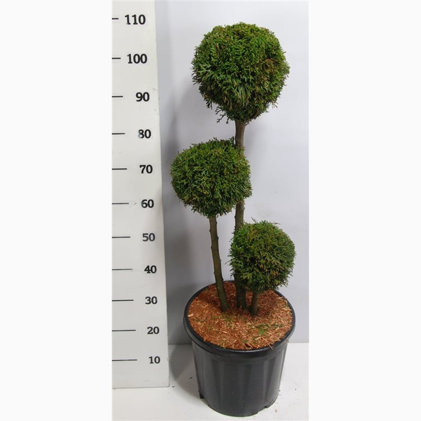 Thuja – Thuja occidentalis 'Smaragd' - 60-70 CM PonPon Cont.