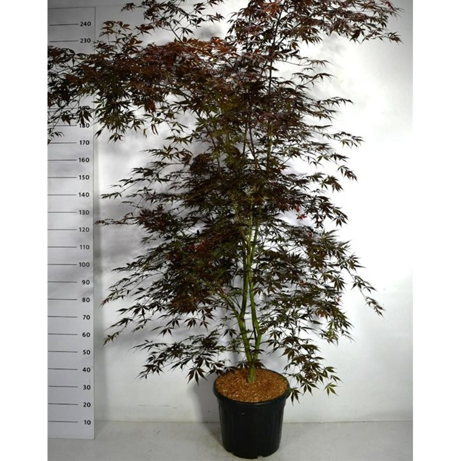 Japansk lönn – Acer palmatum 'Sumi-nagashi' - C35 200-250 cm.