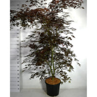 Japansk lönn – Acer palmatum 'Sumi-nagashi' - C35 200-250 cm.