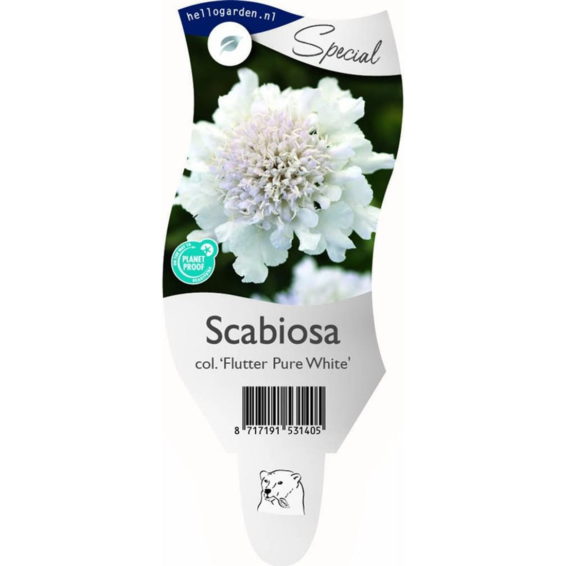 Åkervädd – Scabiosa columbaria &