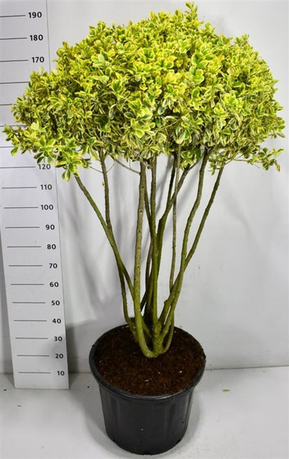 Japansk benved – Euonymus japonicus &