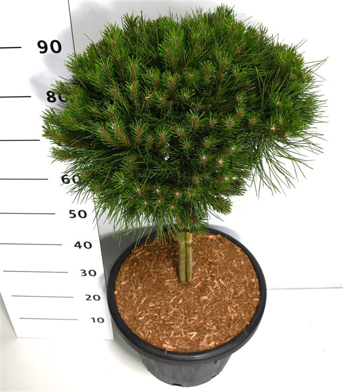 Svarttall – Pinus nigra &