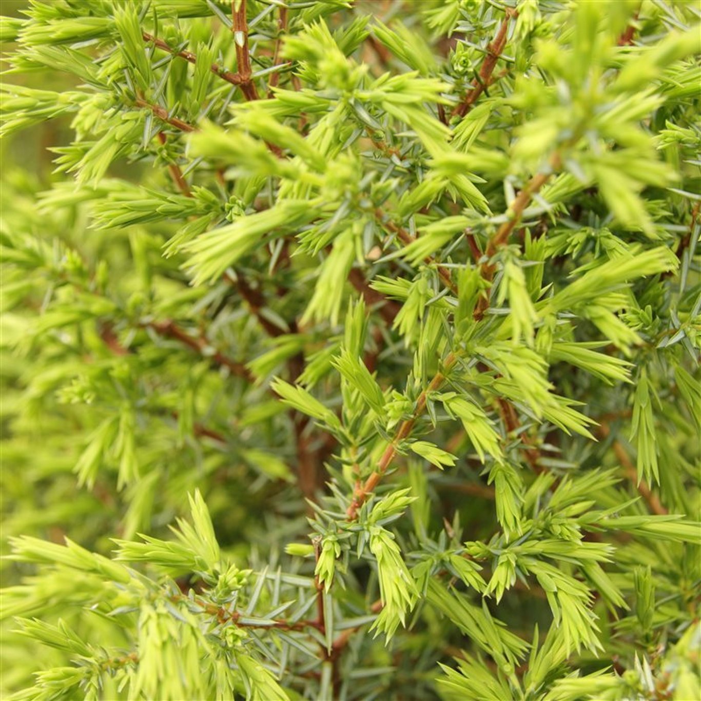 En – Juniperus communis 'Suecica' - C3 50-60 CM
