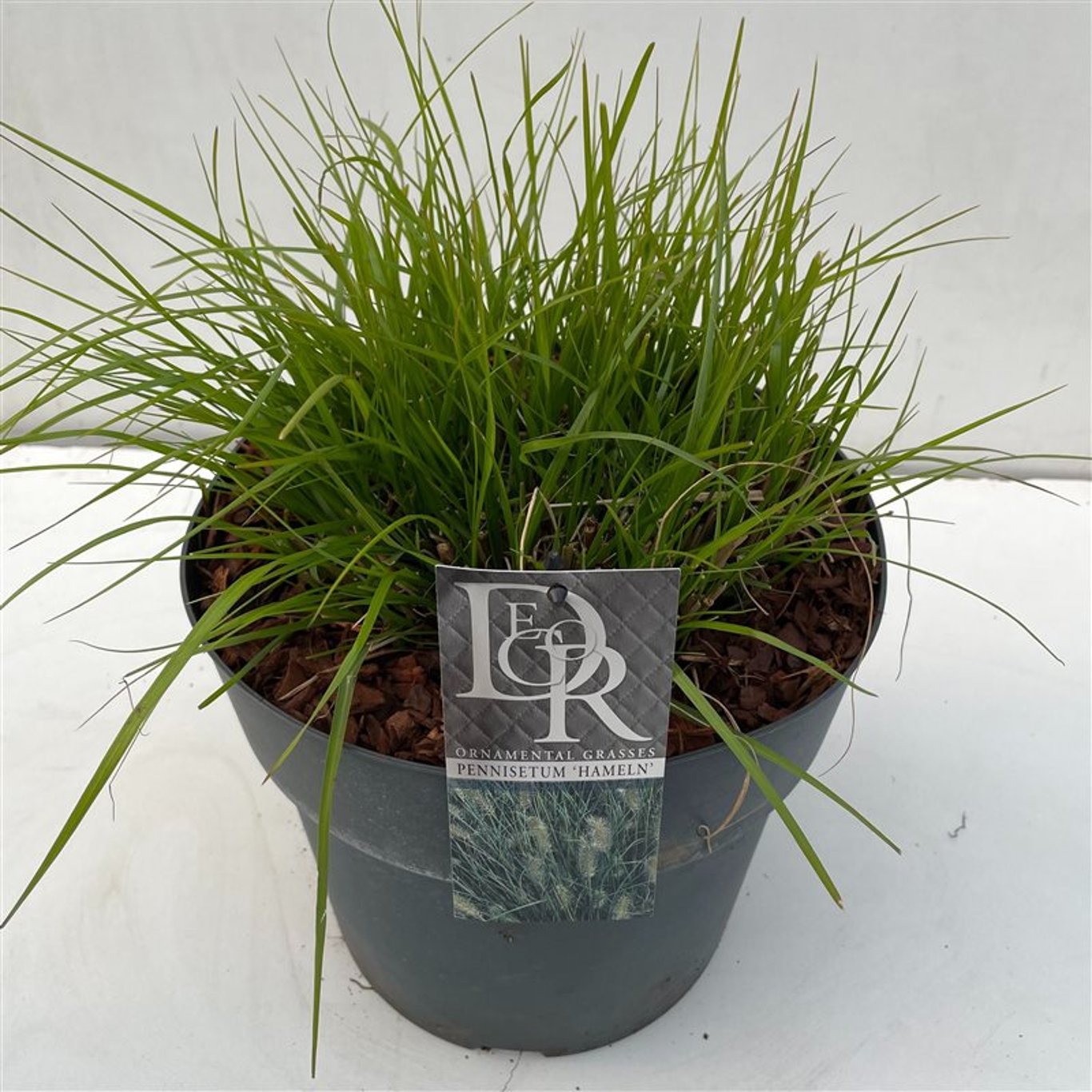 Lampborstgräs – Pennisetum alopecuroides 'Hameln' - C10