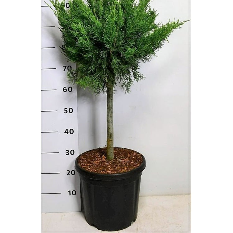 Pfitzer-en – Juniperus pfitzeriana 'Mint Julep' - C13 40 cm. Stam