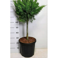 Pfitzer-en – Juniperus pfitzeriana 'Mint Julep' - C13 40 cm. Stam