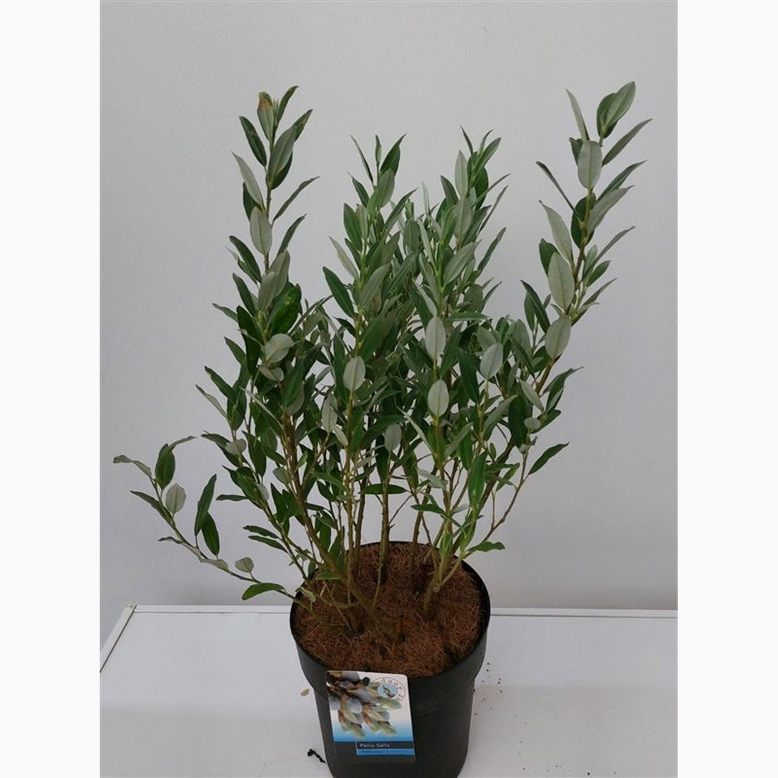 Alpvide – Salix helvetica - C3 30-40 CM