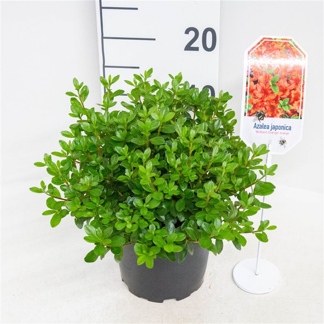 Rhododendron – Rhododendron 'Briljant Orange' - C2 20-25 CM