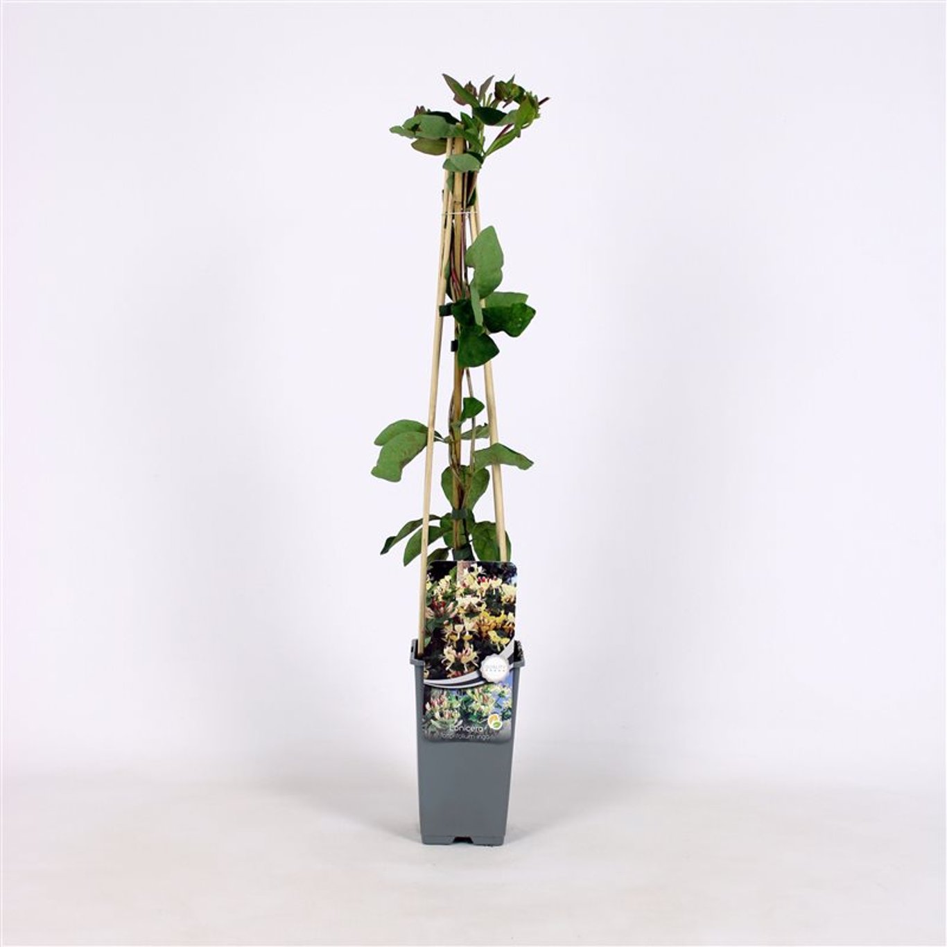 Kaprifol – Lonicera caprifolium 'Inga' - C2 70/+ CM