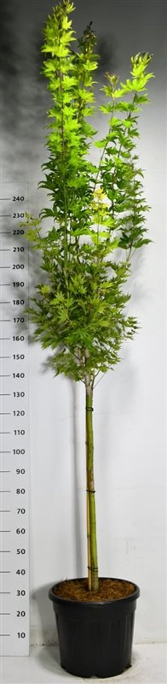 Japansk solfjäderslönn – Acer shirasawanum &