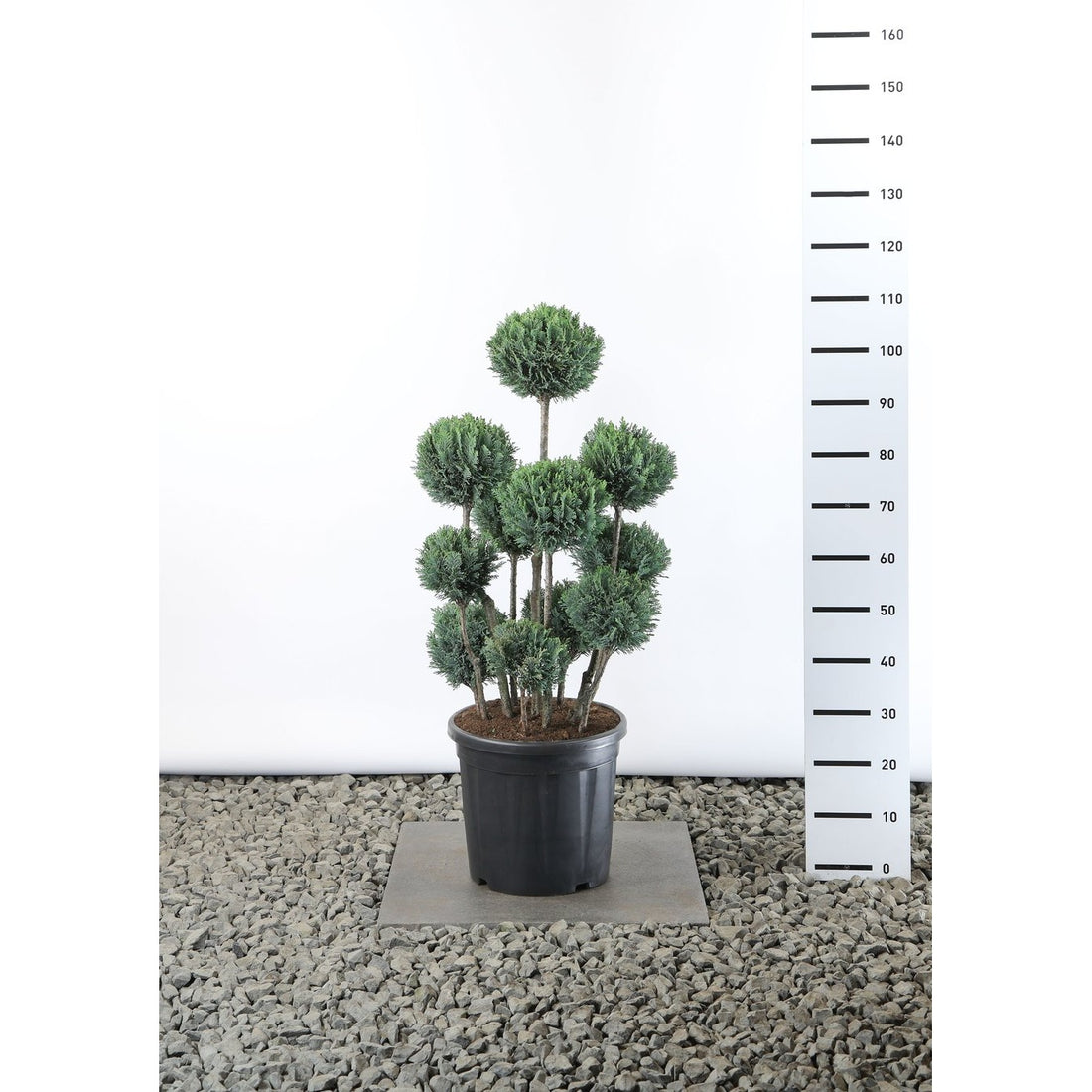 Ädelcypress – Chamaecyparis lawsoniana &