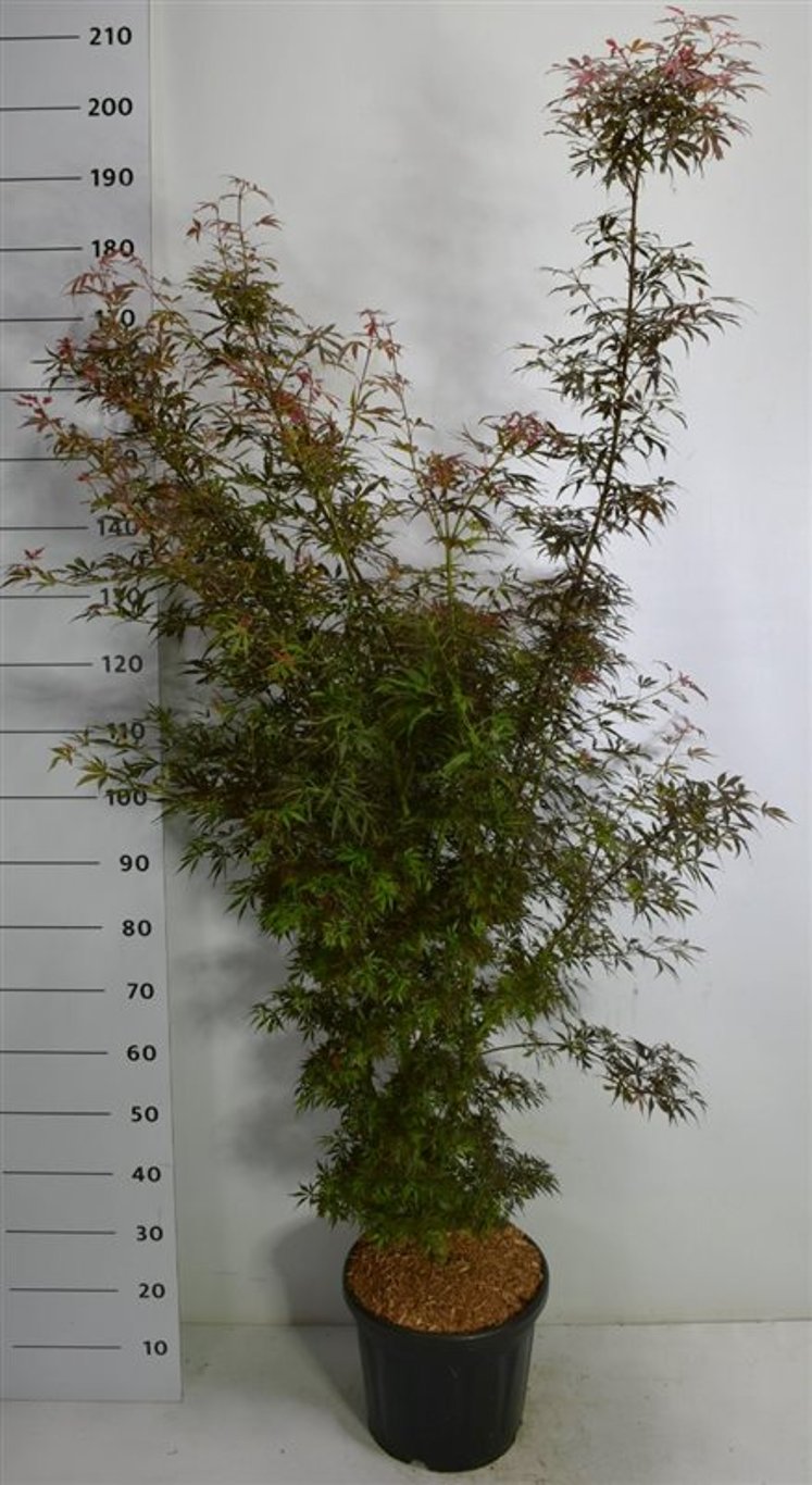 Japansk lönn – Acer palmatum &