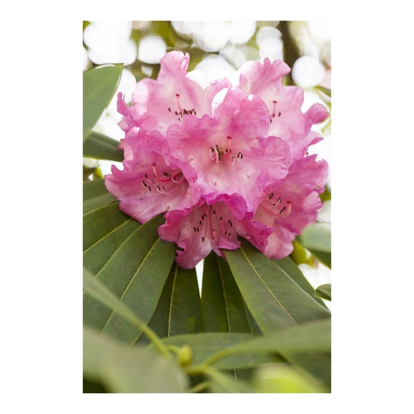 Rhododendron – Rhododendron Dufthecke Rosa - C12 50-60 CM