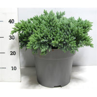 Himalaya-en – Juniperus squamata 'Blue Star' - C12 40-50 cm.