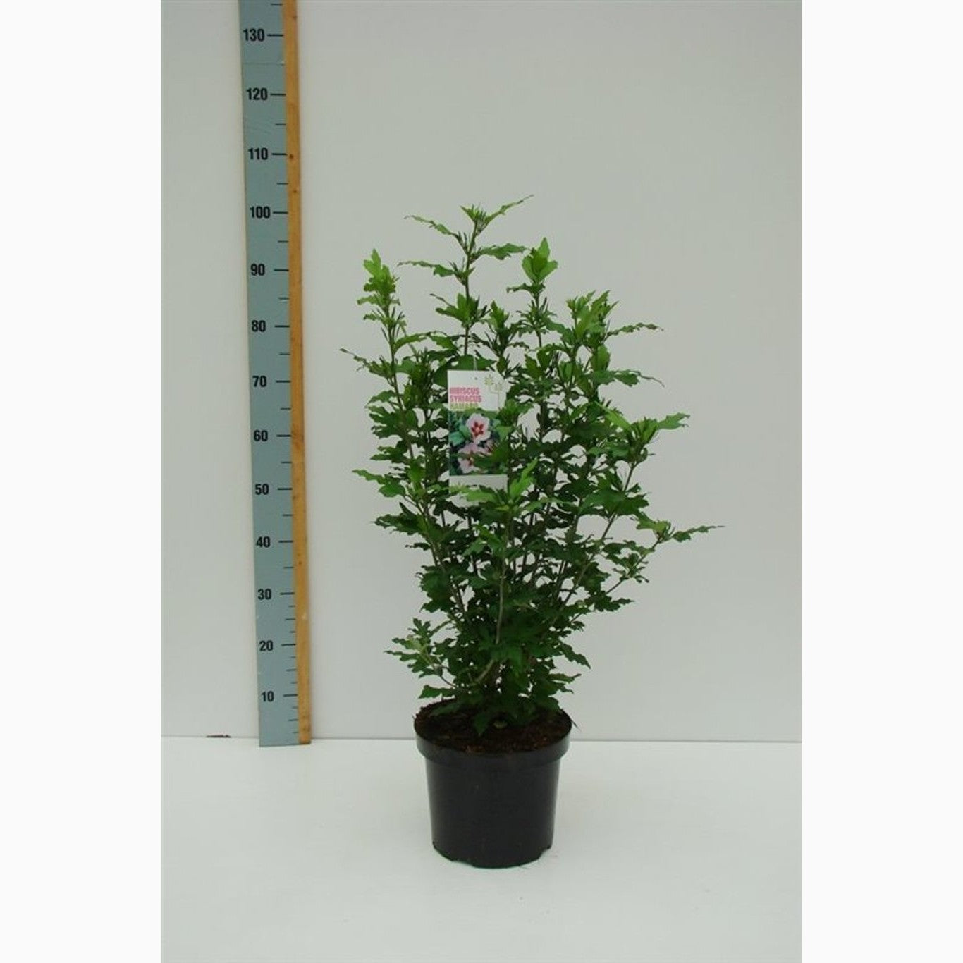 Hibiskus – Hibiscus syriacus 'Hamabo' - C7.5 70-80 CM