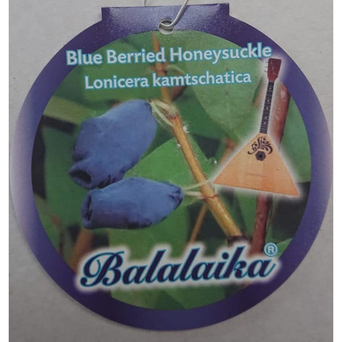 Blåbärstry – Lonicera kamtschatica &