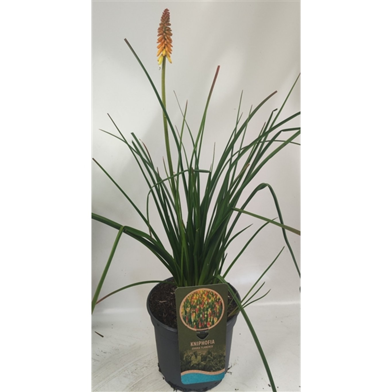 Fackellilja – Kniphofia 'Flamenco' - C5