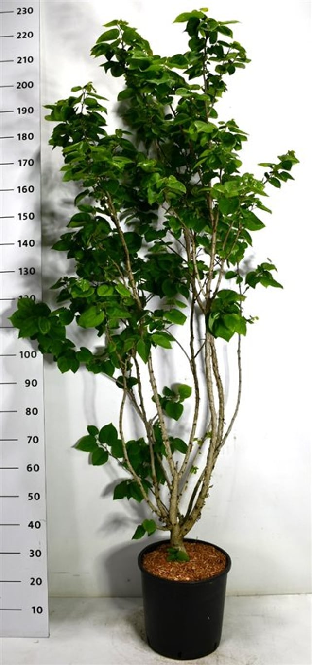Kinesisk judasträd – Cercis chinensis &