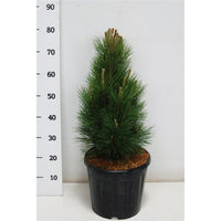 Svarttall – Pinus nigra 'Green Tower' - C13 60-70 cm.