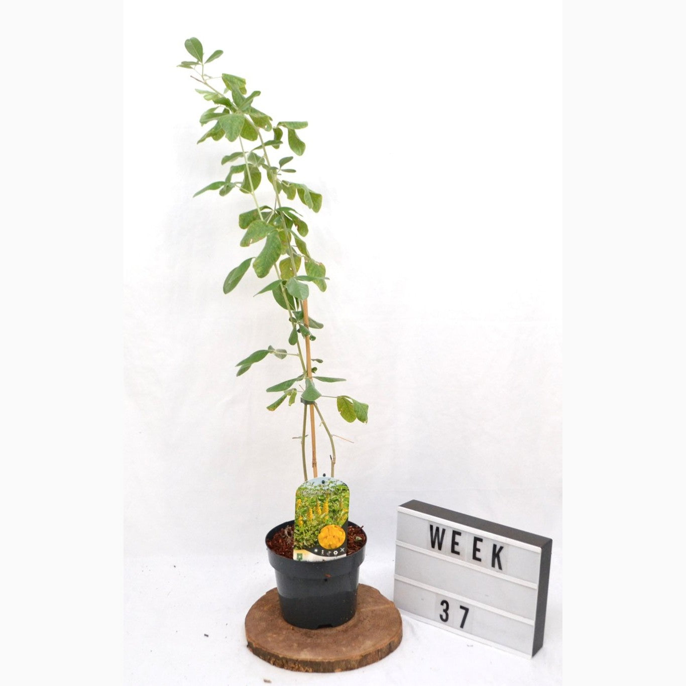 Ananassnäva – Argyrocytisus battandieri - C3 20-40 CM