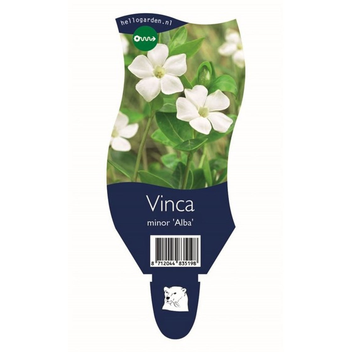 Vintergröna – Vinca minor 'Alba' - P11