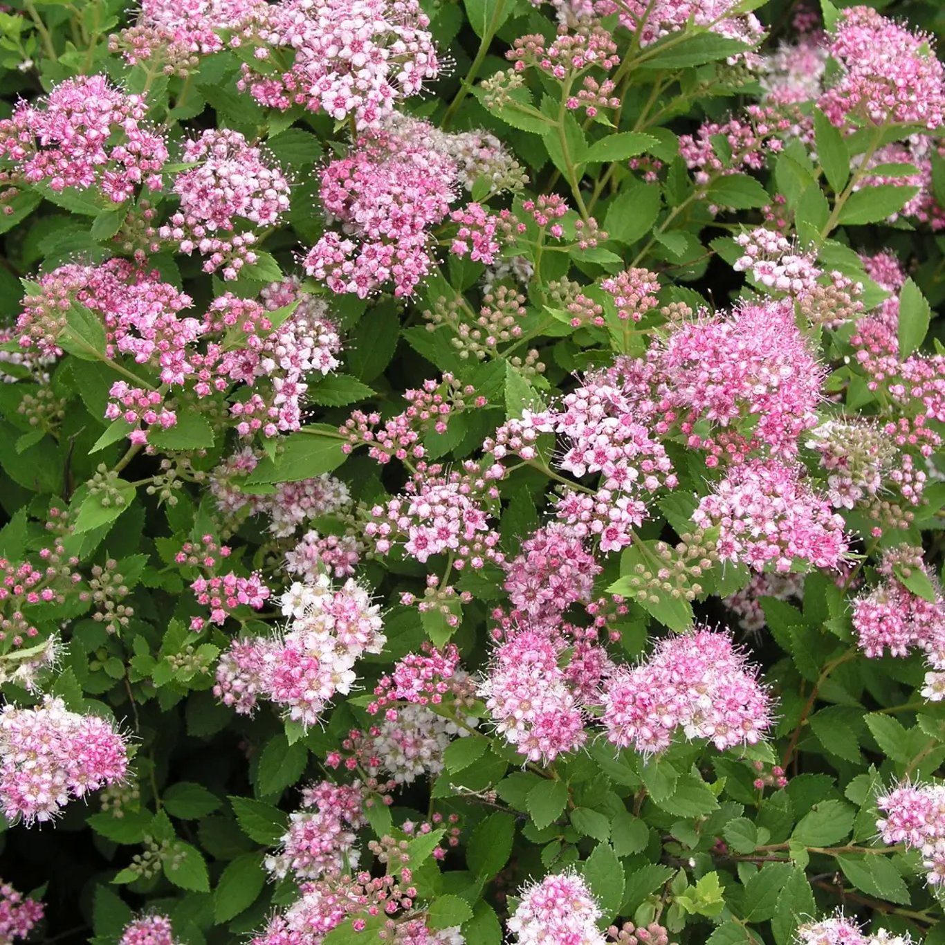 Praktspirea – Spiraea japonica 'Little Princess' - 20-40 CM bare root 0/1/1