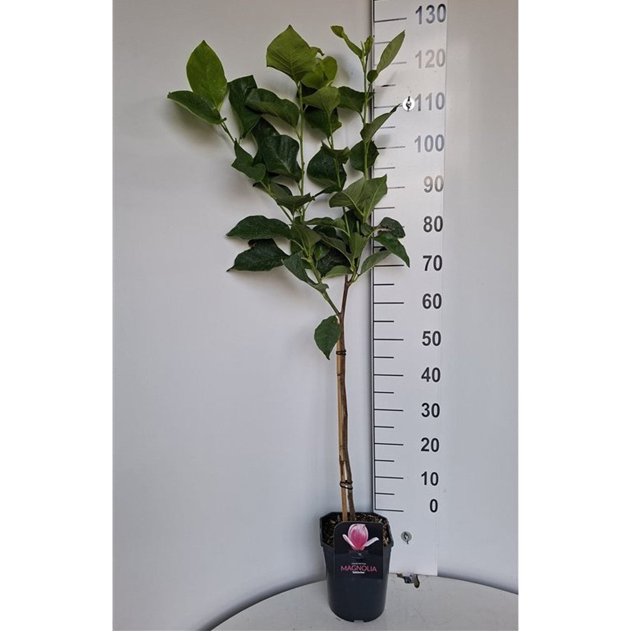 Magnolia – Magnolia soulangeana 'Satisfaction' - 60 CM Stem C5 - 2yr Crown