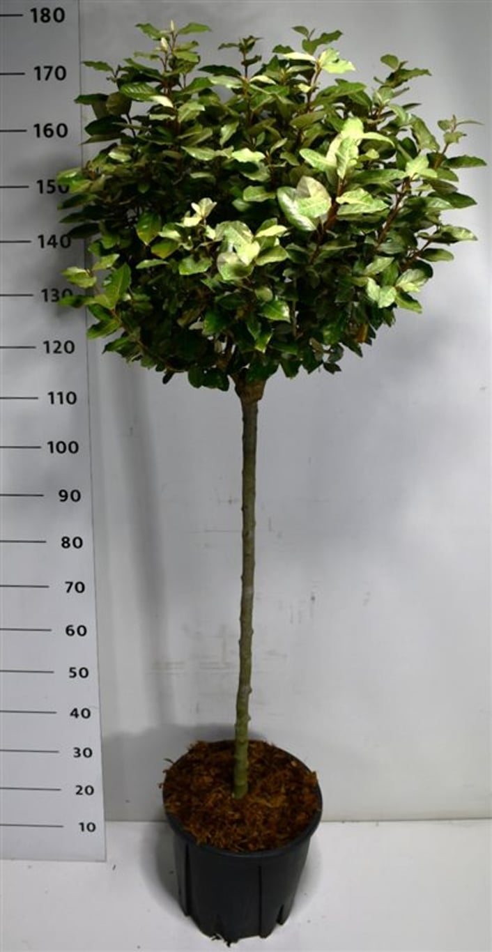 Silverolvon – Elaeagnus ebbingei 'Compacta' - C18 80-90 cm. Stam