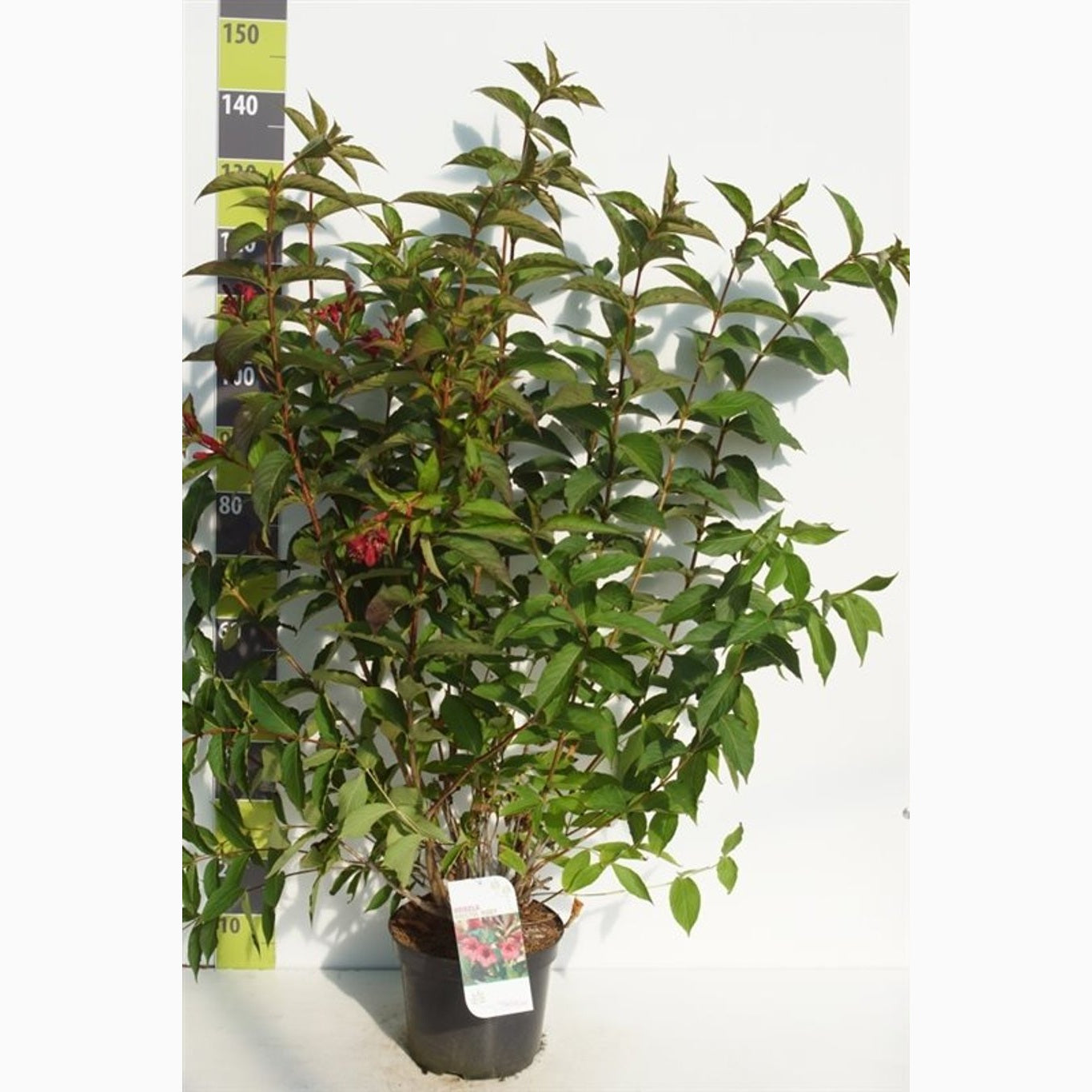 Praktweigela – Weigela 'Bristol Ruby' - C7.5 80-100 CM