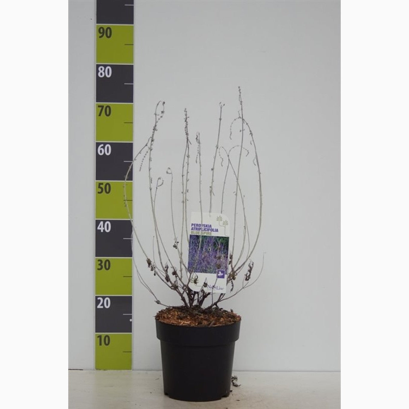 Perovskia – Perovskia 'Blue Spire' - C4,6 40-60 CM