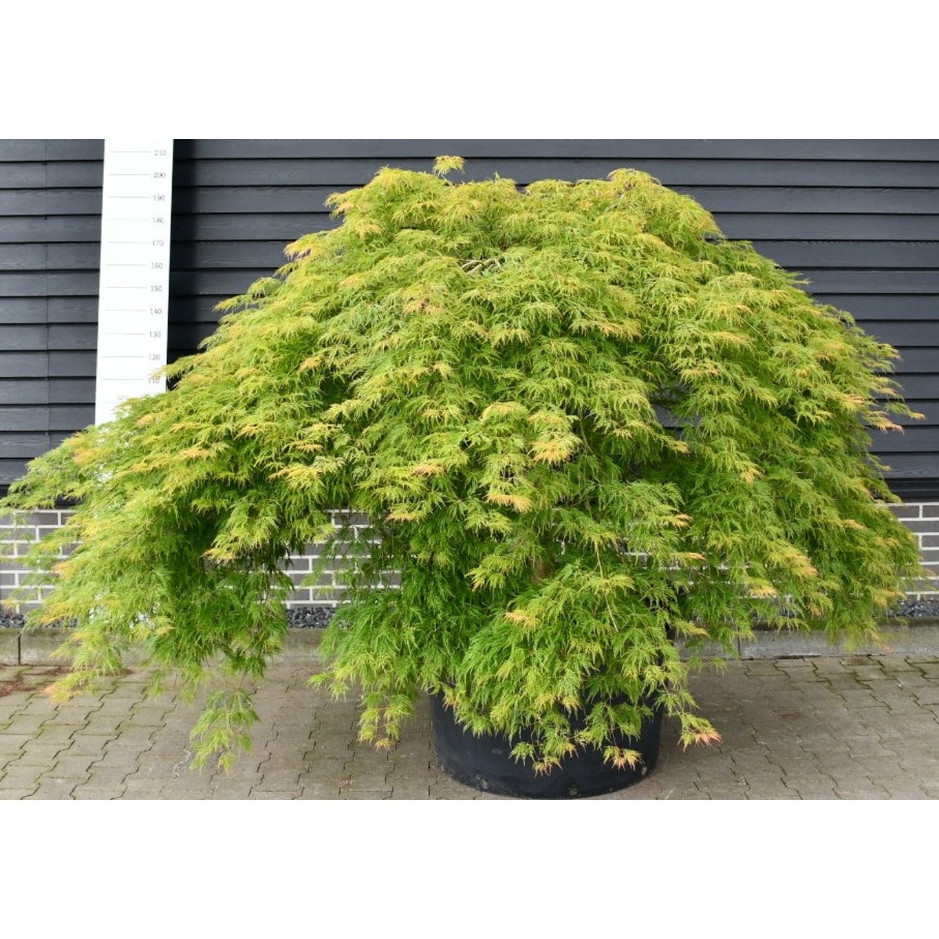 Japansk lönn – Acer pal. 'Green Lace' - 225-250 CM in Cont.