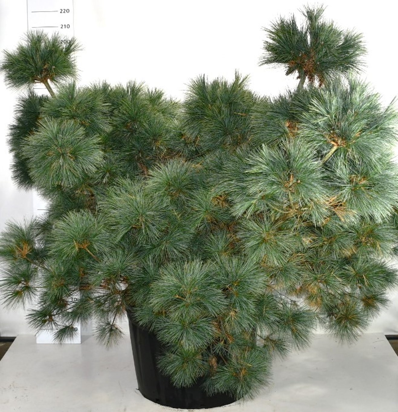 Västra vit­tall – Pinus strobus &