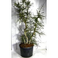 Korkek – Quercus suber - C230 250-300 cm.