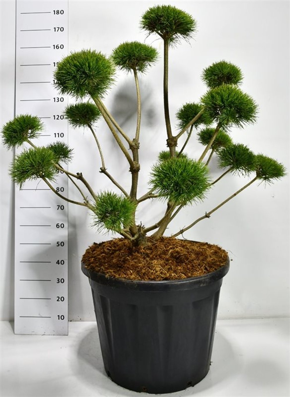Tall – Pinus sylvestris &