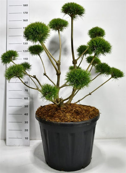 Tall – Pinus sylvestris &
