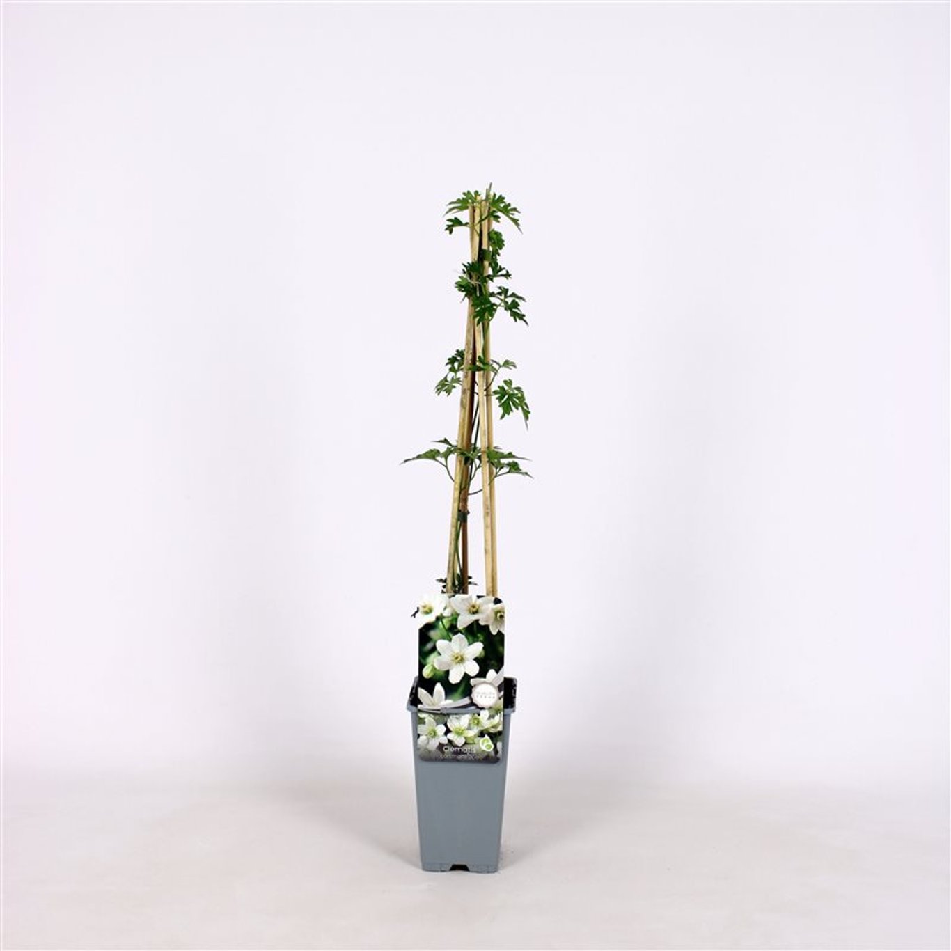 Klematis – Clematis 'Joe' - C2 70/+ CM