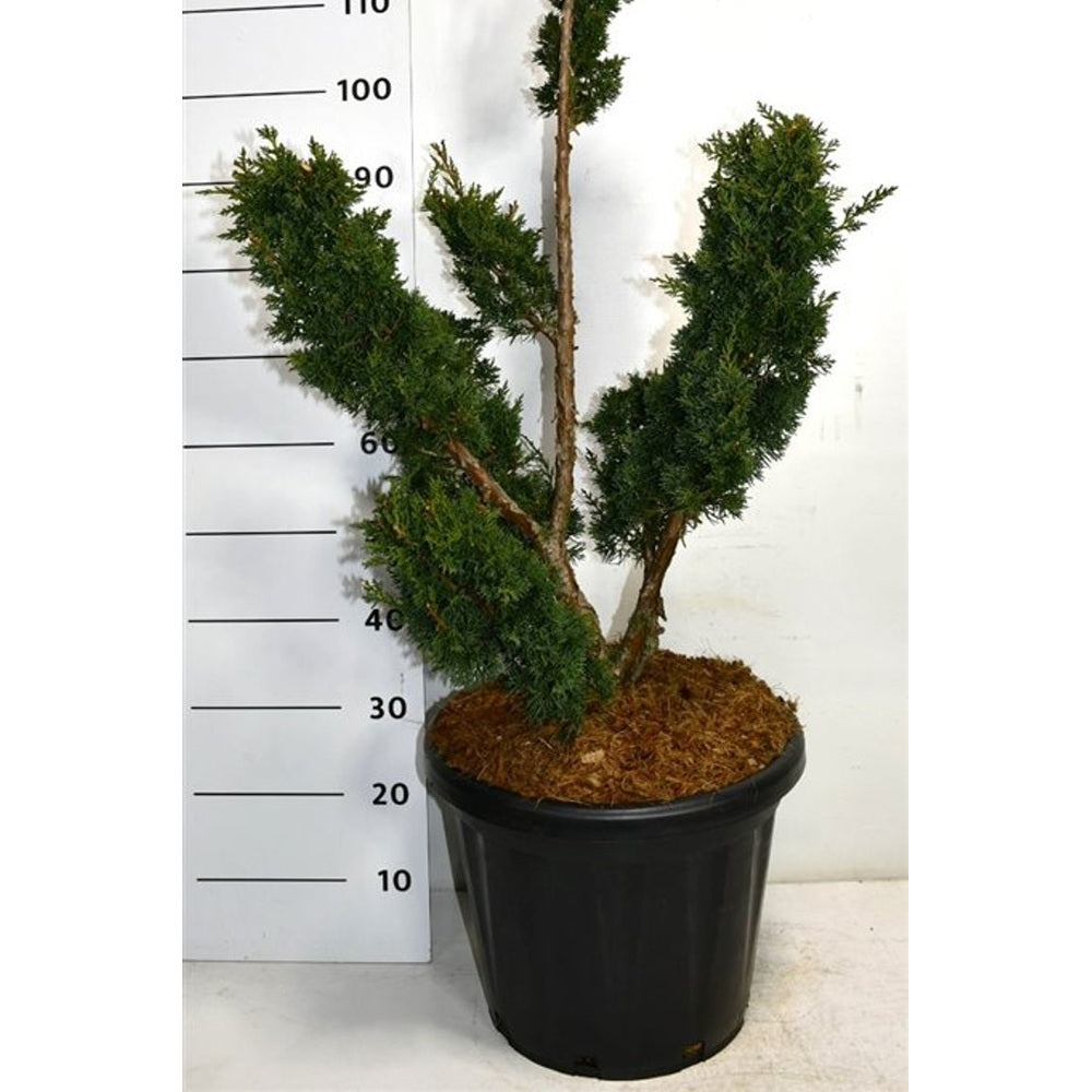 Kinesisk en – Juniperus chinensis 'Blaauw' - C25 60-80 cm. Bonsai
