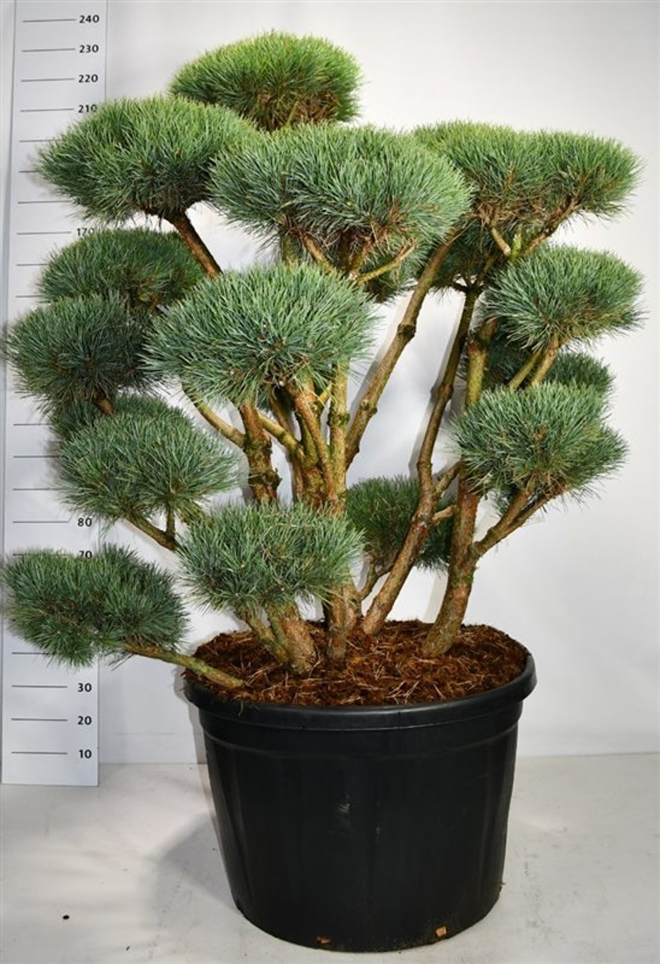 Tall – Pinus sylvestris 'Watereri' - C230 125-150 cm. Bonsai