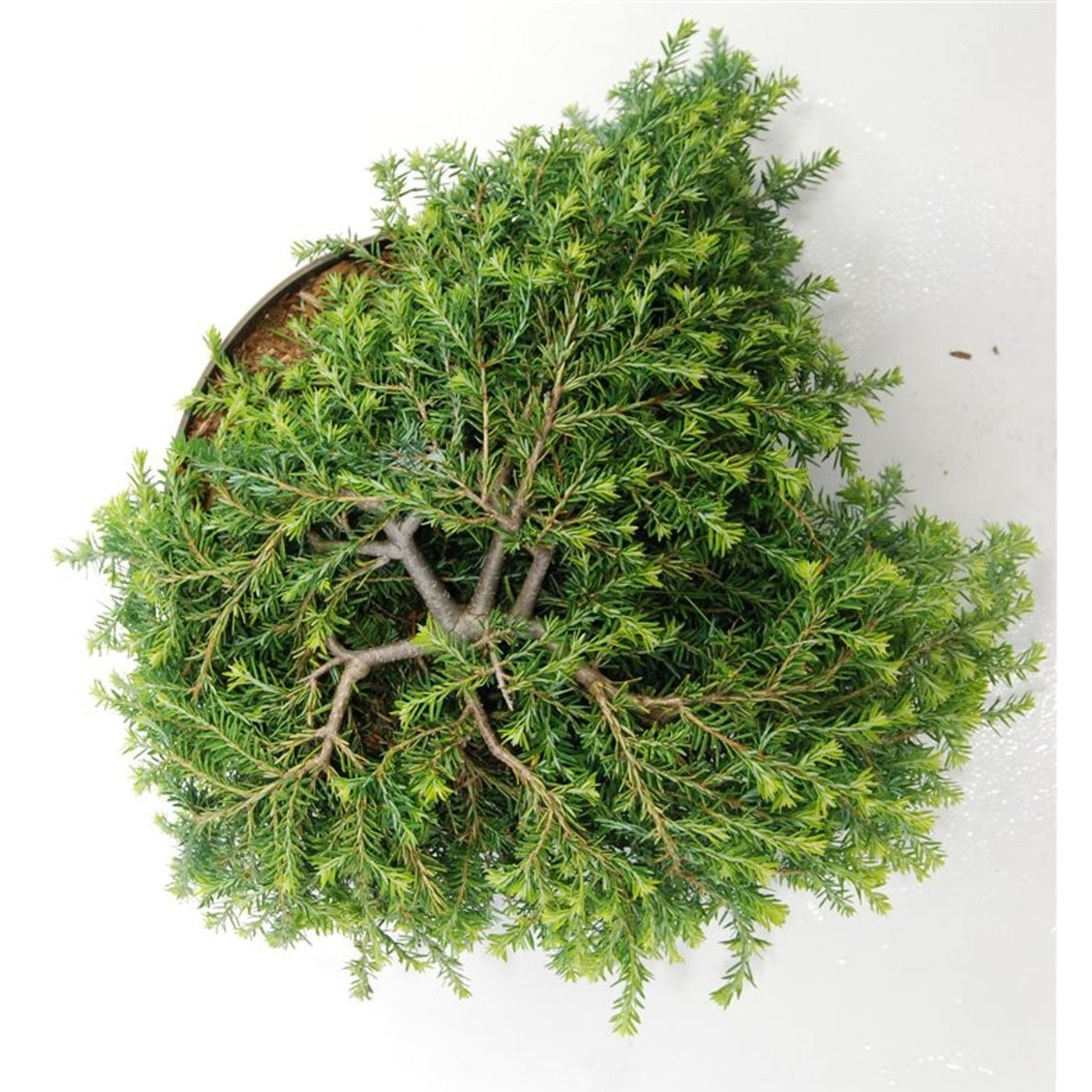 Hemlock – Tsuga canadensis 'Cole's Prostrate' - C7.5 40-50 CM