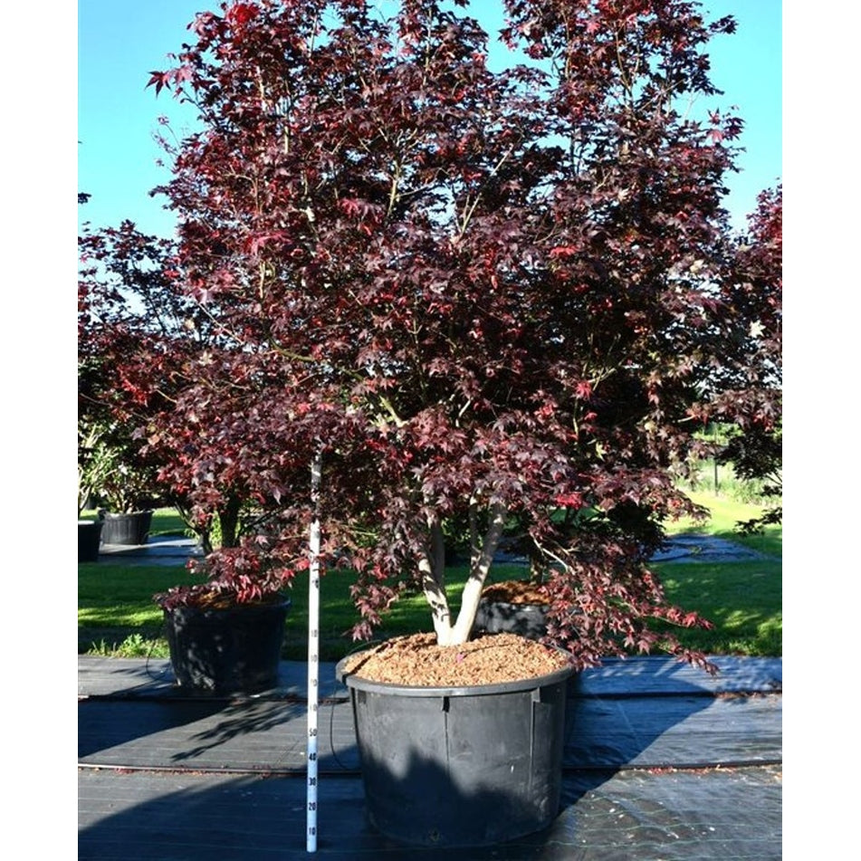 Japansk lönn – Acer palmatum 'Bloodgood' - C500 350-375 cm.
