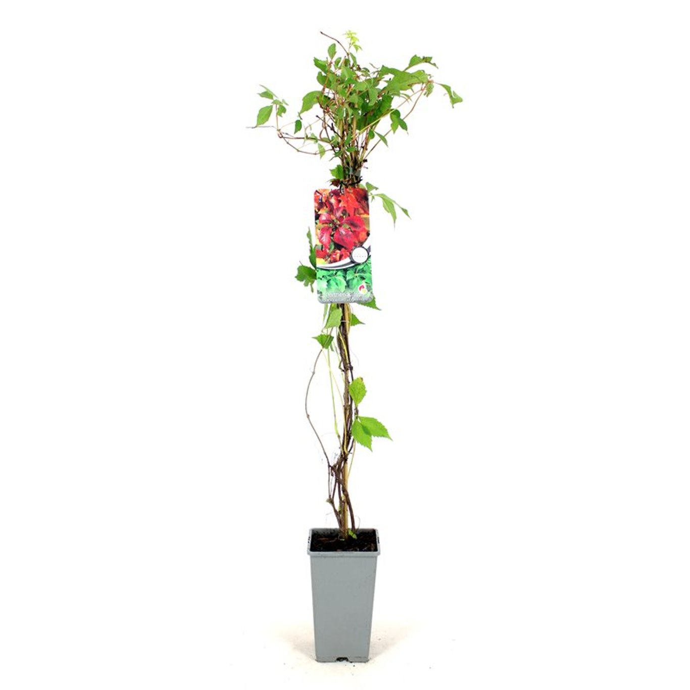 Klättervildvin – Parthenocissus quinquefolia engelmannii - C2 80-100 CM Stick