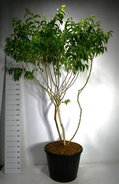 Sjudblomsträd – Heptacodium miconioides - C130 200-225 cm. Meerstammig