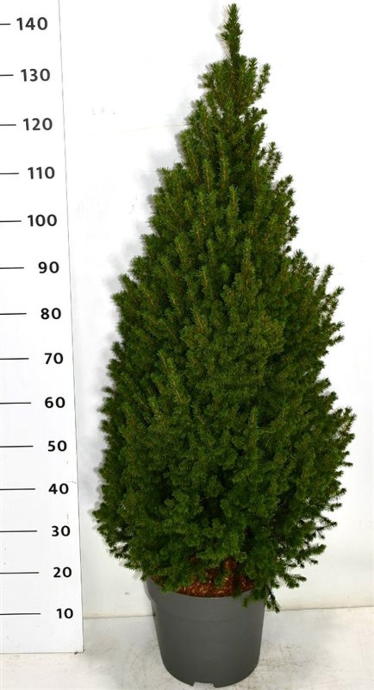 Albertagran – Picea glauca &