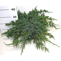 Himalaya-en – Juniperus squamata 'Blue Carpet' - C5 40-50 cm.