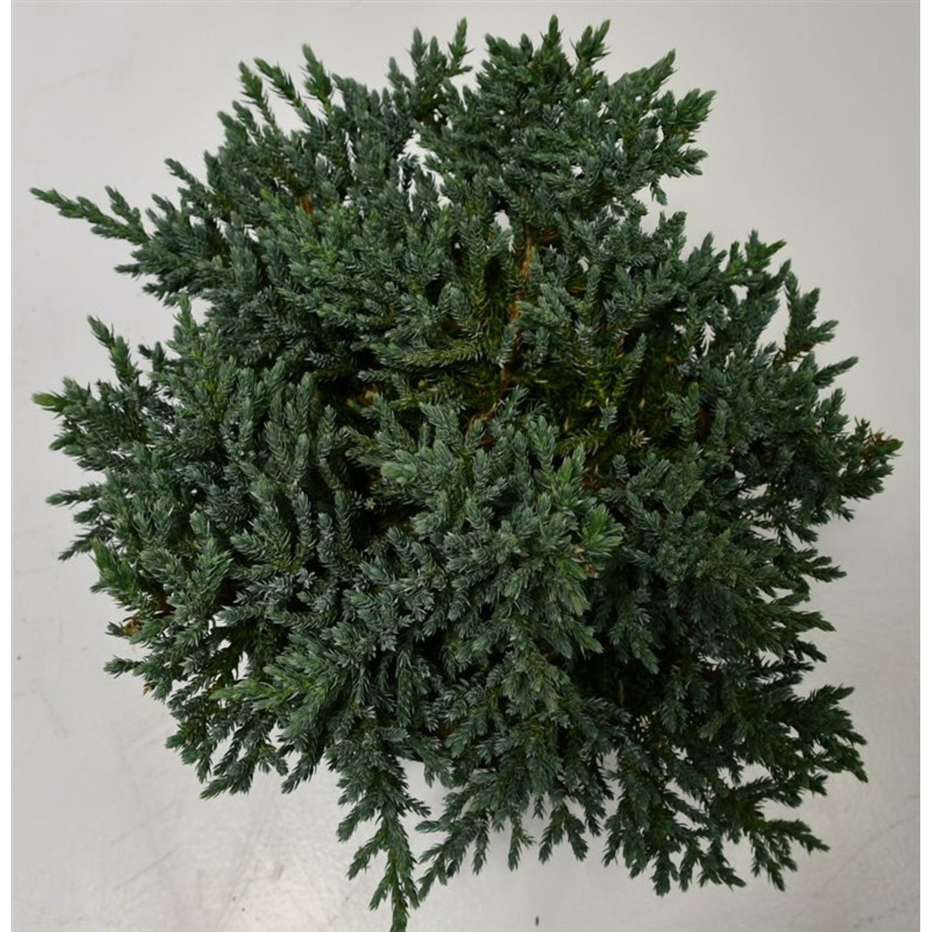 Himalaya-en – Juniperus squamata 'Tropical Blue' - C5 25-30 cm.