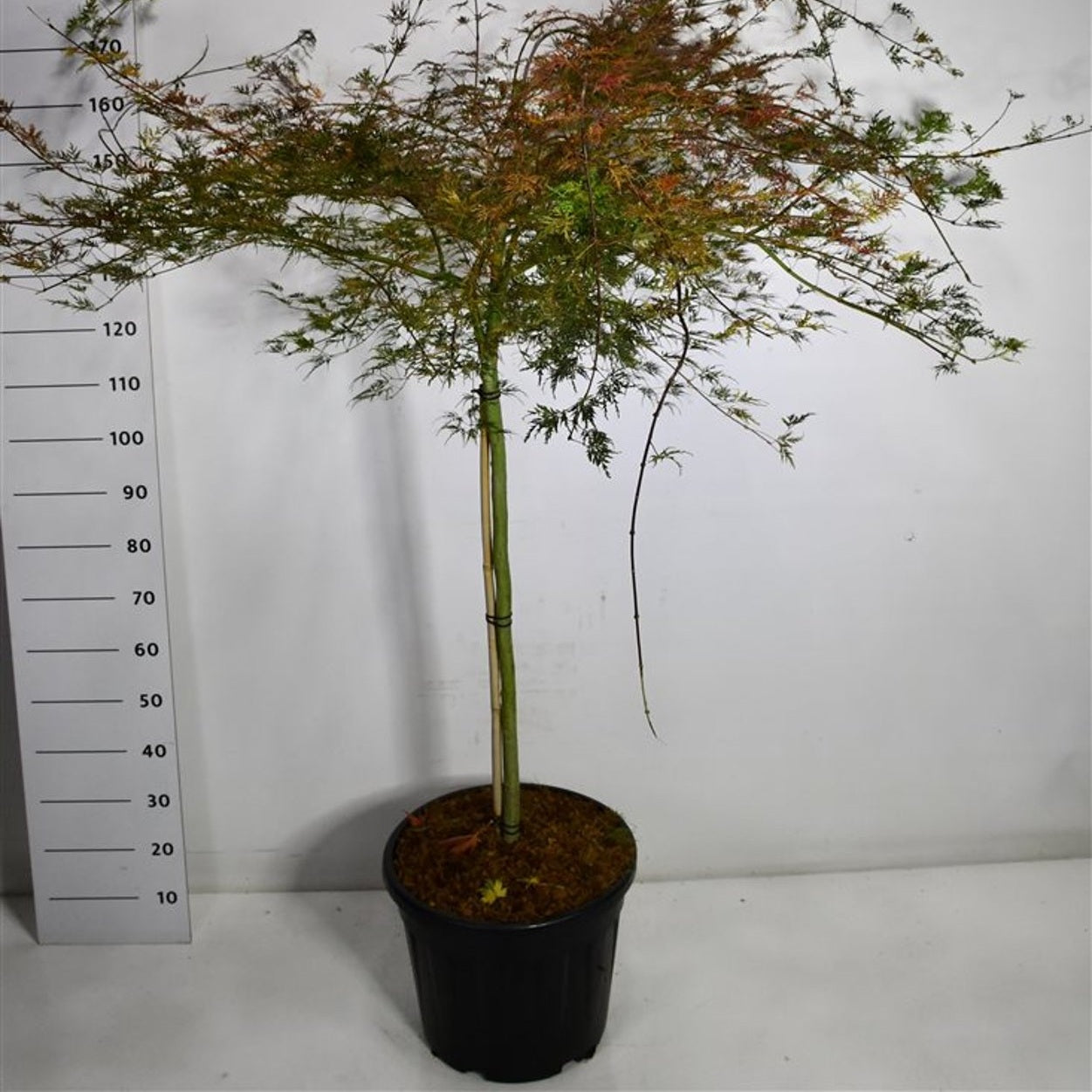 Japansk lönn – Acer palmatum 'Emerald Lace' - C35 90 cm. Stam