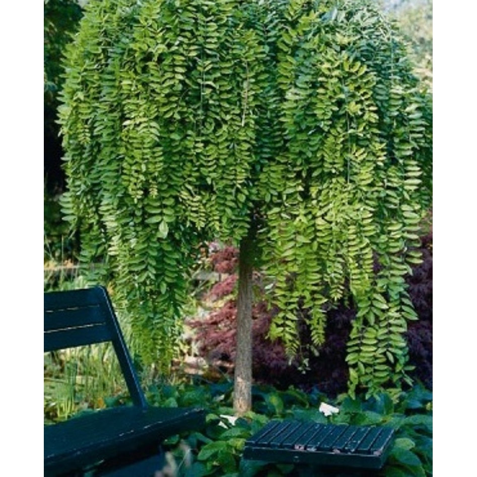 Japanskt pagodträd (hängande); – Styphnolobium japonicum 'Pendula - C20 8/10  180 CM Stem