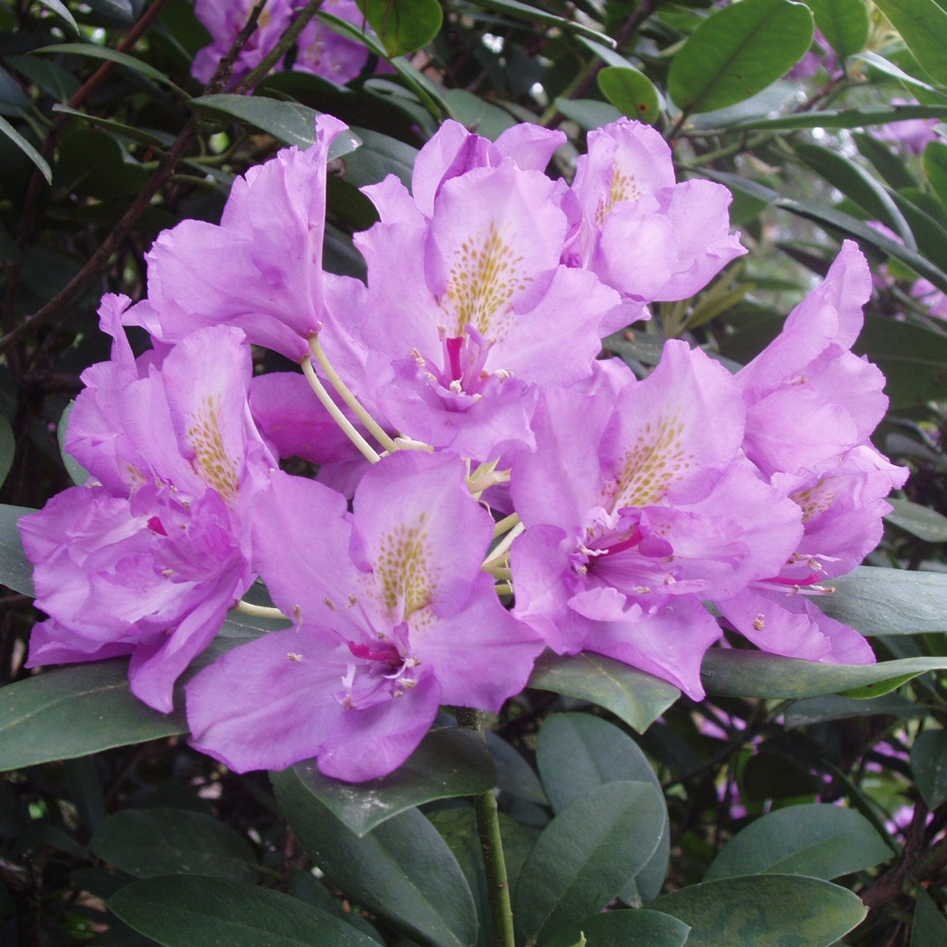Rhododendron – Rhododendron 'Fastuosum Flore Pleno' - C5 30-40 CM