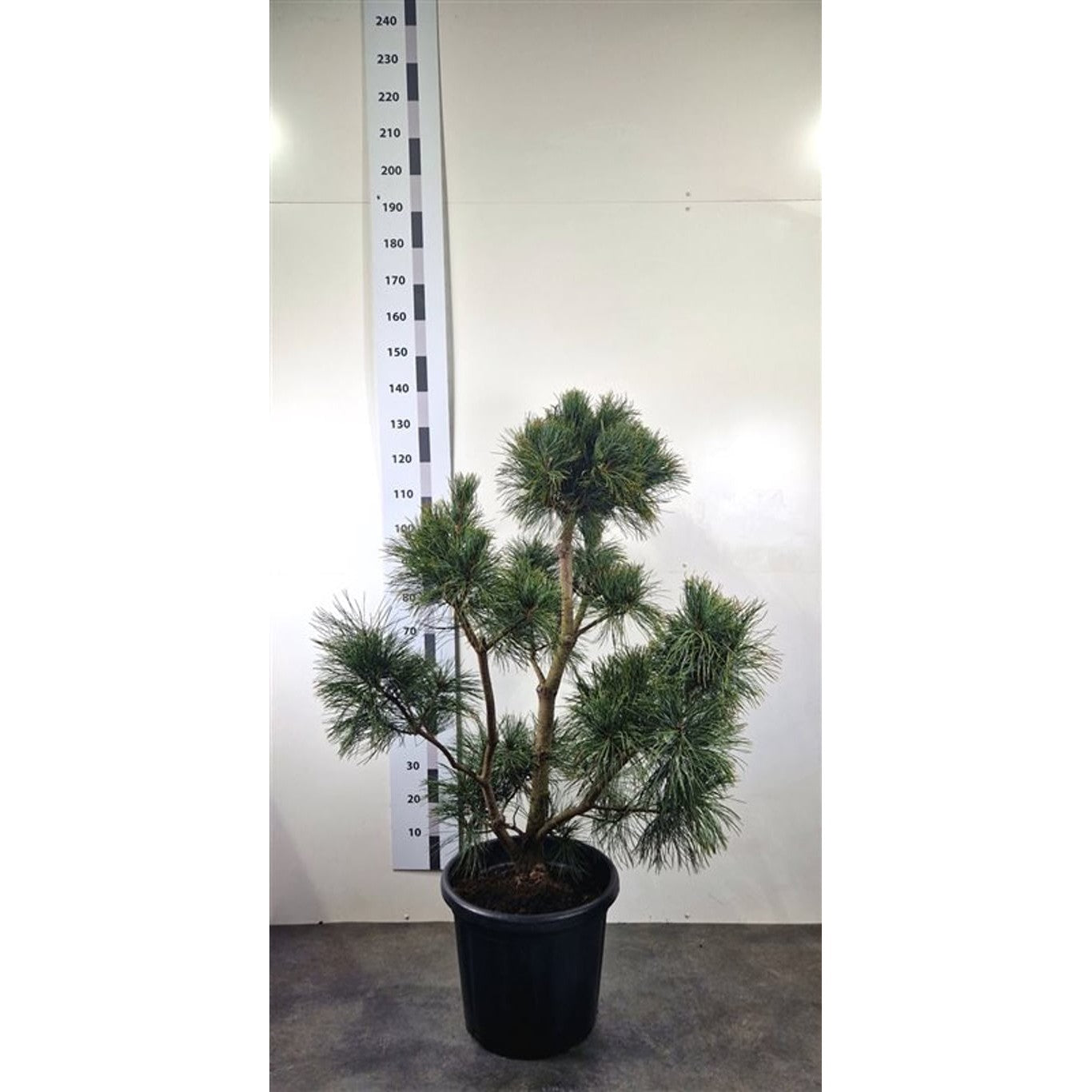 Flexibarrtall – Pinus flexilis 'Cessarini Blue' - 120-140 CM Bonsai Cont.